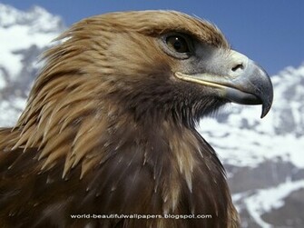 Beautiful Wallpaper Eagle