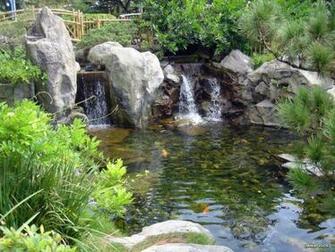 Koi Pond Wallpaper