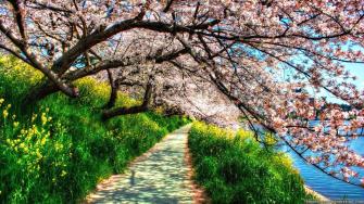 Spring Nature Wallpaper Top Background