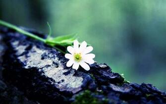 White Flower Nice Desktop Background Image New HD