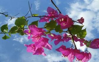 Blumen X