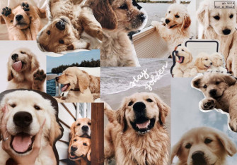 Cute Aesthetic Dog Picture Wallpaper
