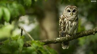 Owl Wallpaper Photo Desktop