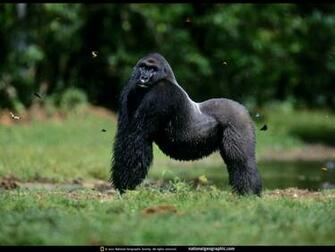 Silverback Pose Republic Of The Congo Wallpaper Photo