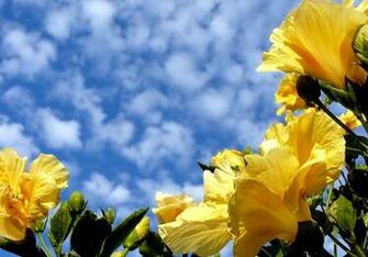 To Wallpaper Just Right Click On Pictures And Select Save