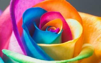 Rainbow Flower Wallpaper