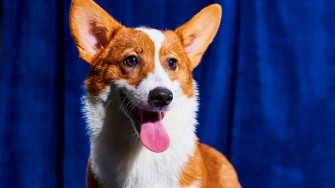 Puppy Bowl Time Dog Lineup And What To Know Cnn