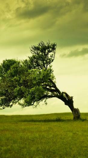 Leaning Tree iPhone Wallpaper