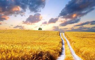 Golden Fields Road Ukraine Wallpaper