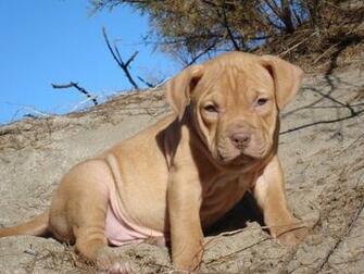Red Nose Pitbull Wallpaper