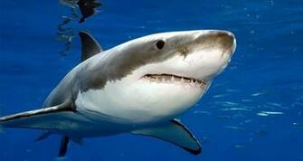 Pics Photos Great White Shark Wallpaper