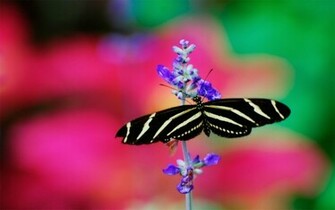 Black Butterfly Wallpaper