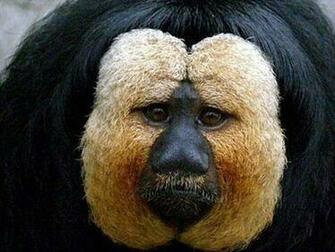 Funny Weird Animals Desktop Wallpaper