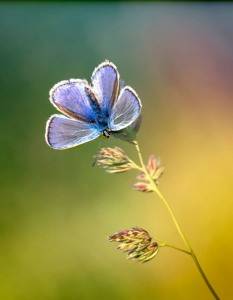 Beautiful Butterfly Wallpaper And
