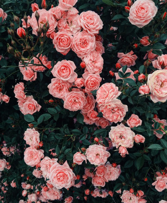 Aesthetic Picture Pink Flowers References Wallpaper