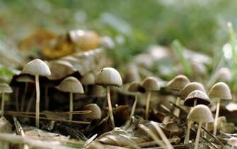 Forest Wild Mushroom Photography Wallpaper Plant