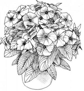 Adult Flower Coloring S Wallpaper Lksa8 For Kids