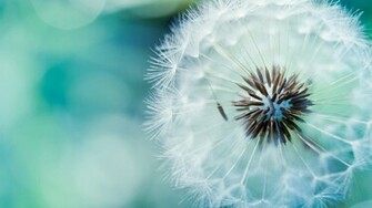 HD Wallpaper High Definition Quality Desktop