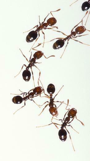 Fire Ant Wikipedia