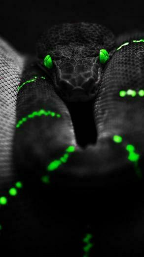 Black Snake Wallpaper