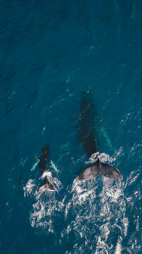 Whale Image HD Pictures Photos