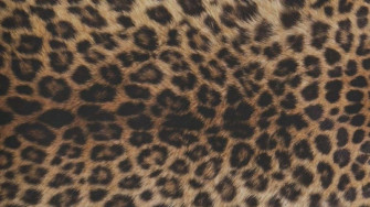 Wallpaper In