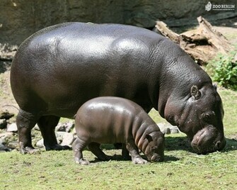 Hippopotamus Wallpaper Animal Literature