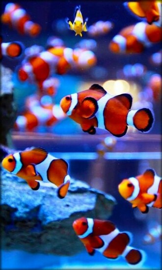 Htc First Clown Fish Wallpaper New Phone