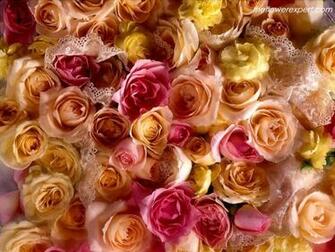 Exclusive Wallpaper On Beautiful Flowers The Flower Expert