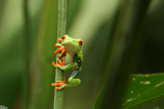 Funny Frog Wallpaper For Your Desktop