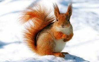 HDscreen It Funny Animal Wi Winter Snow Wal Wolf
