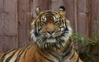 Tigre Chat Malheureux Wallpapercraft Wallpaper