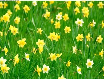 Beautiful Daffodils