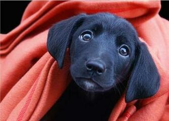 Cute Labrador Puppies Wallpaper
