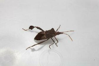 Found A Bug Kissing Bugs And Chagas Disease In The U S Texas M