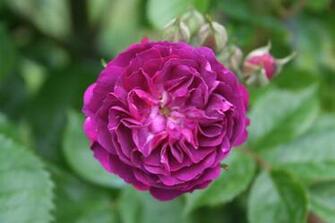 Rosiers Rosier Bleu Magenta Rose