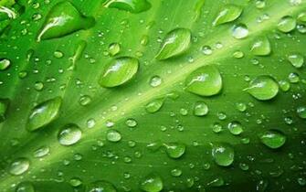 Green Nature Wallpaper Leaves Water Drops