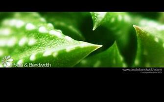 Green Aloe Vera HD Wallpaper Color Palette Tags