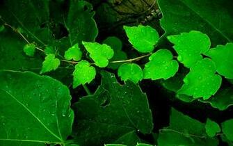 Very Beautiful High Quality Resolution Green Leaves Wallpaper For