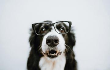 Wallpaper Dog Wool Glasses Image For Desktop Section