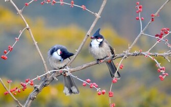 Red Whiskered Bulbul Birds Wallpaper HD