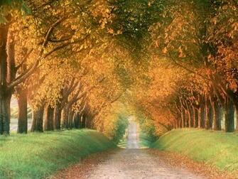 Wallpaper Beautiful Nature And Sweet