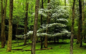 Beautiful Forest Wallpaper Which Is Under The