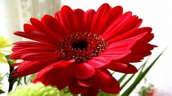 Nature Flowers Wallpaper Red