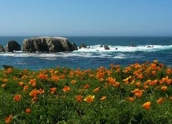 Wallpaper With Point Buchon Poppy Meadows California Wondermondo