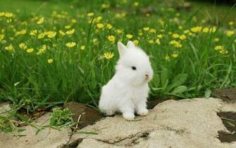 White Rabbit Wallpaper