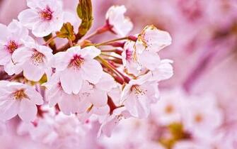 Cherry Blossom Wallpaper Desktop Cherries
