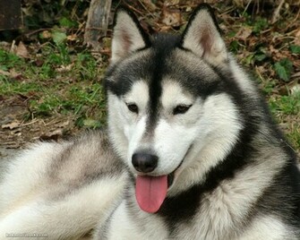 Siberian Husky Desktop Wallpaper