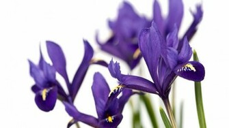 Purple Iris Wallpaper