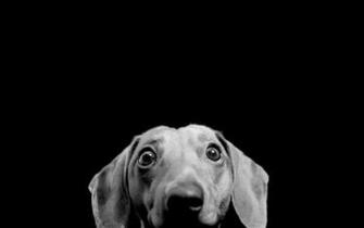 Best Peeping Wallpaper